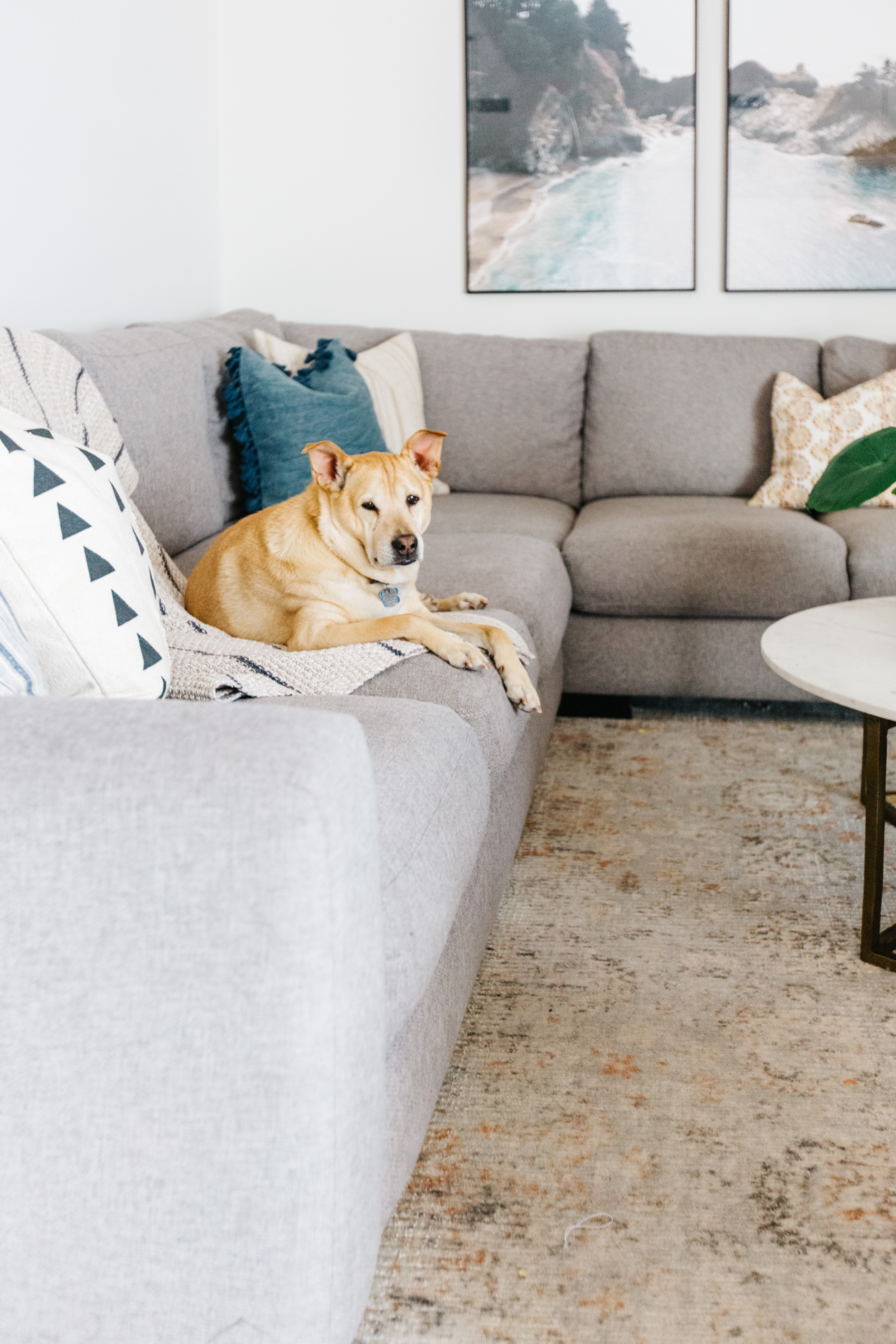 modern gray sectional couch with neutral tone rug and lab mix dog
